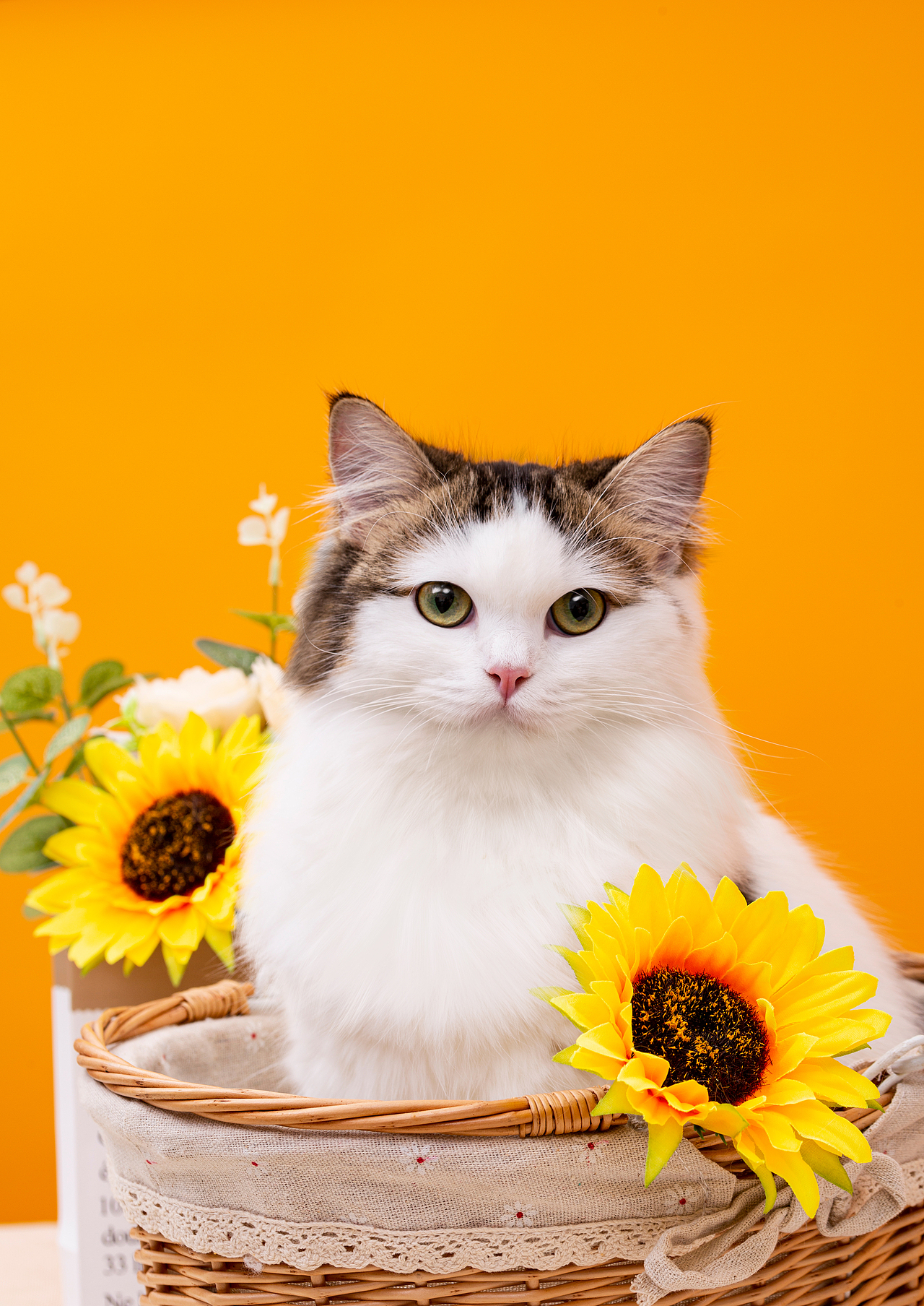 家有萌猫：在家也能拍出惊艳喵片的攻略（图ZMzgwNjQ1MzI4） - 宠物摄影 - 站酷设计师鱼尾巴的菜原创素材 - 站酷ZCOOL