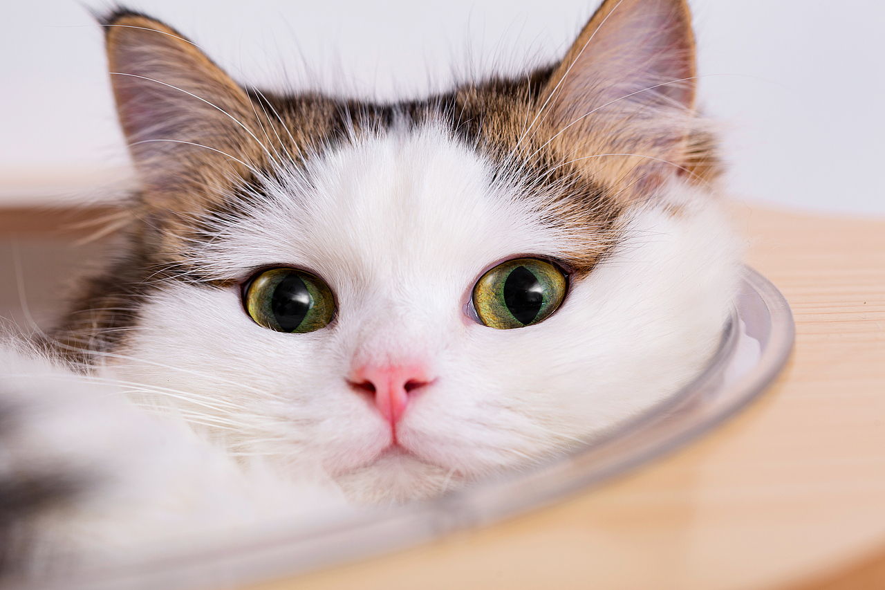 家有萌猫：在家也能拍出惊艳喵片的攻略（图ZMzgwNjQ1MzQw） - 宠物摄影 - 站酷设计师鱼尾巴的菜原创素材 - 站酷ZCOOL