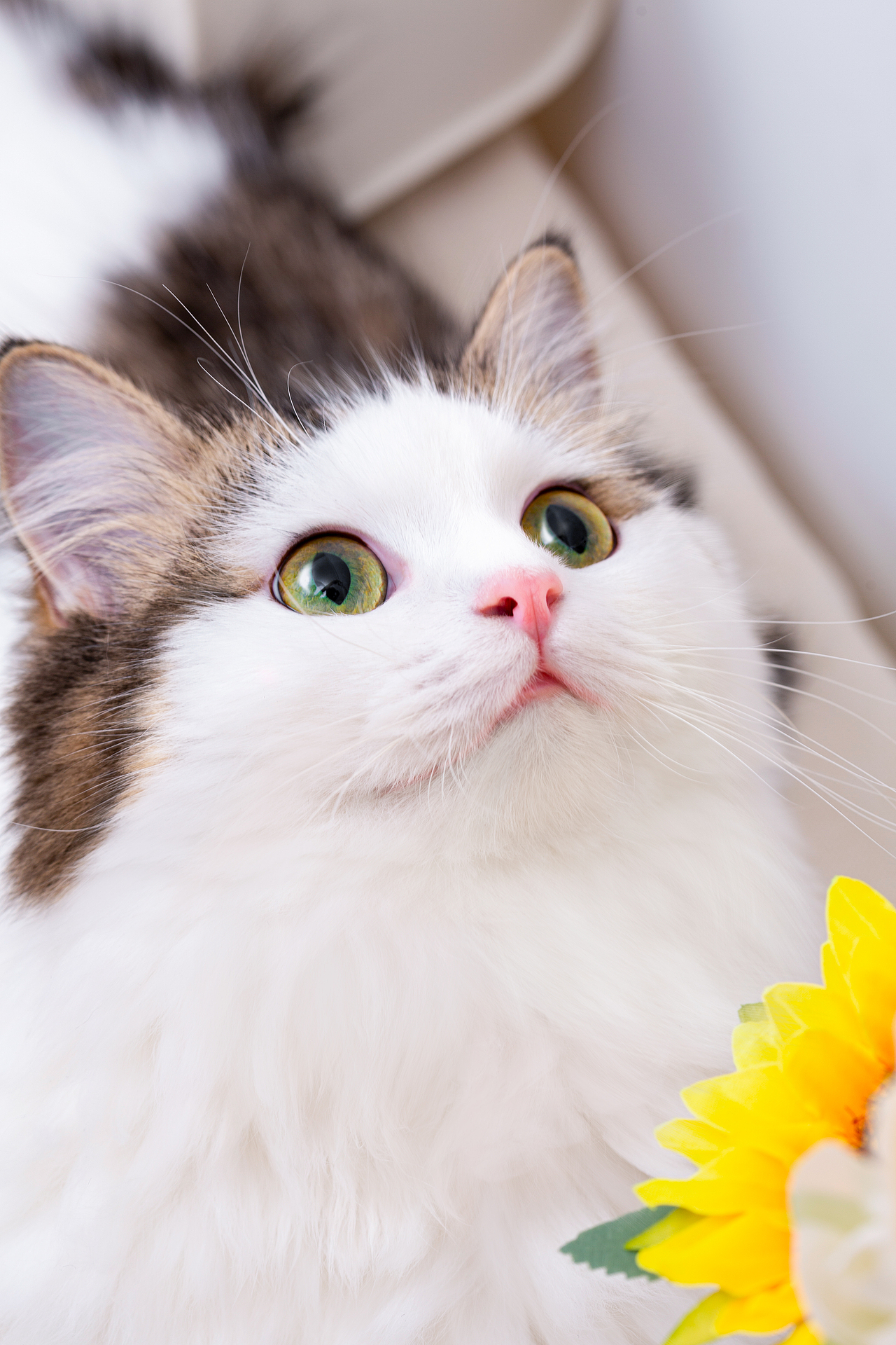 家有萌猫：在家也能拍出惊艳喵片的攻略（图ZMzgwNjQ1MzI0） - 宠物摄影 - 站酷设计师鱼尾巴的菜原创素材 - 站酷ZCOOL