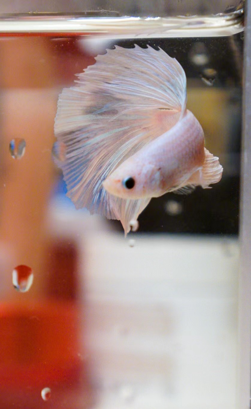 ivy129123的個(gè)人主頁(yè)（封面預(yù)覽） - 主頁(yè)封面設(shè)置 - 站酷設(shè)計(jì)師ivy129123原創(chuàng)素材 - 站酷ZCOOL