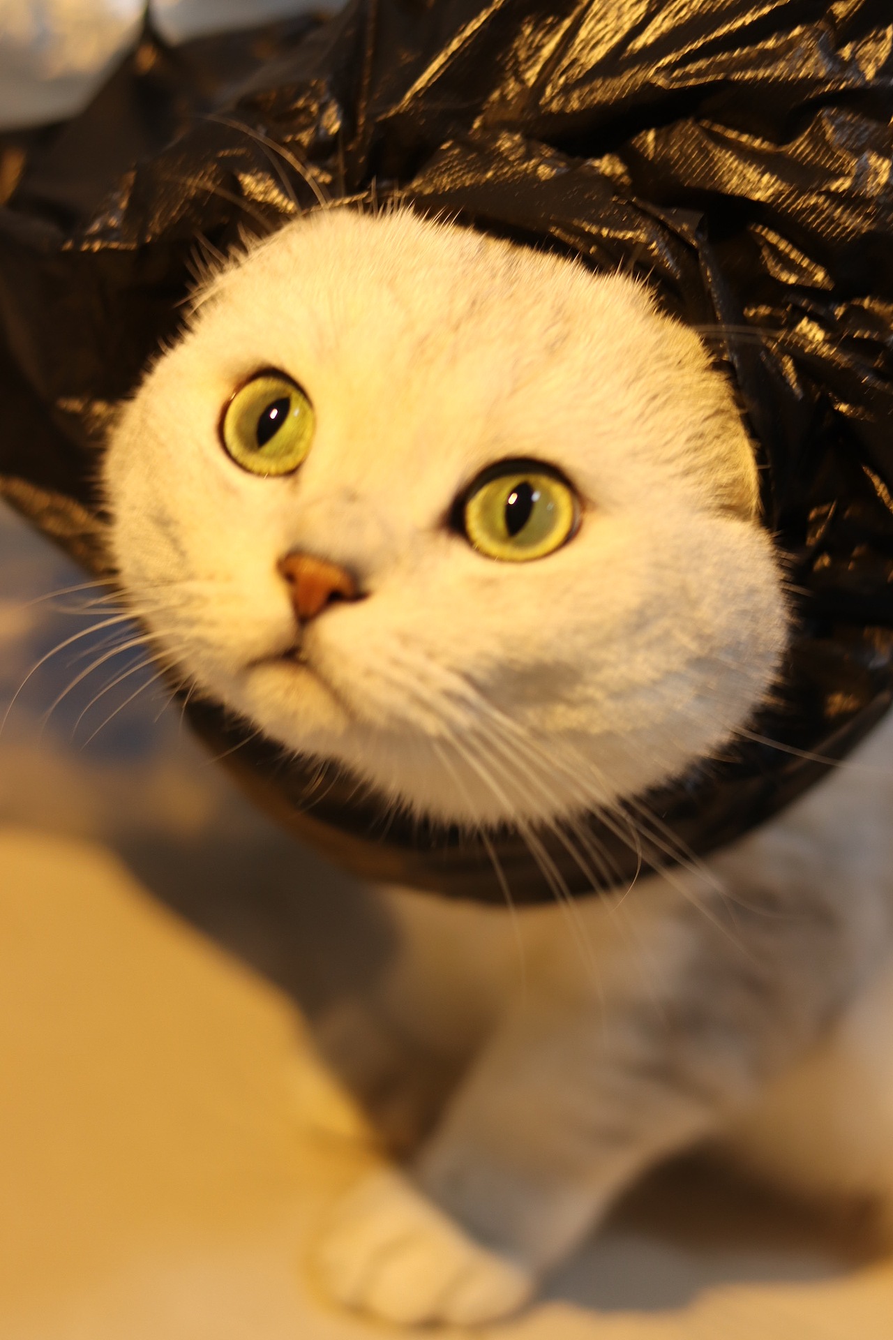 万圣节垃圾袋小猫咪（图ZMzgwNzQ5ODgw） - 宠物摄影 - 站酷设计师设计喵哞哞子原创素材 - 站酷ZCOOL