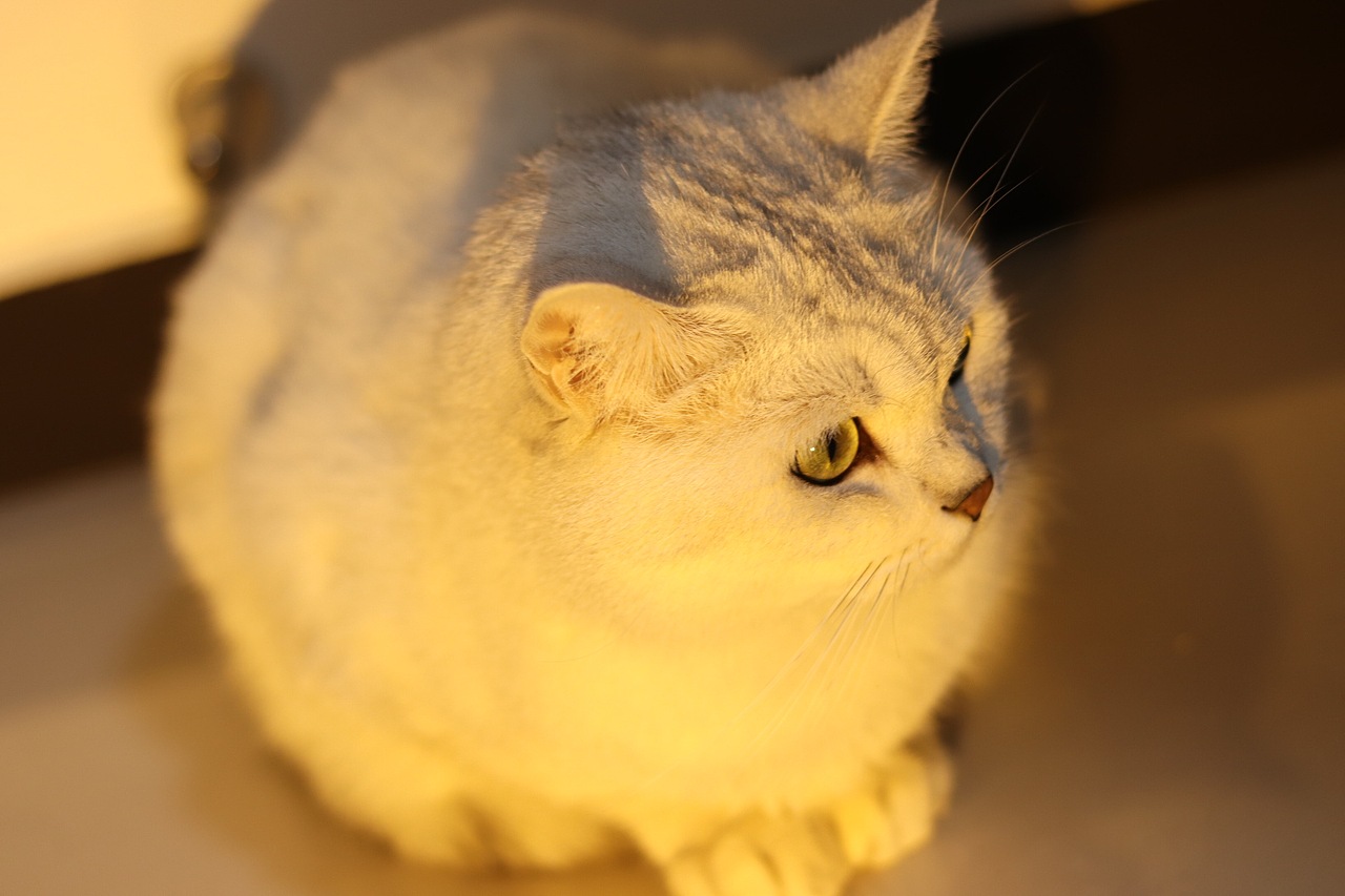 万圣节垃圾袋小猫咪（图ZMzgwNzQ5ODcy） - 宠物摄影 - 站酷设计师设计喵哞哞子原创素材 - 站酷ZCOOL