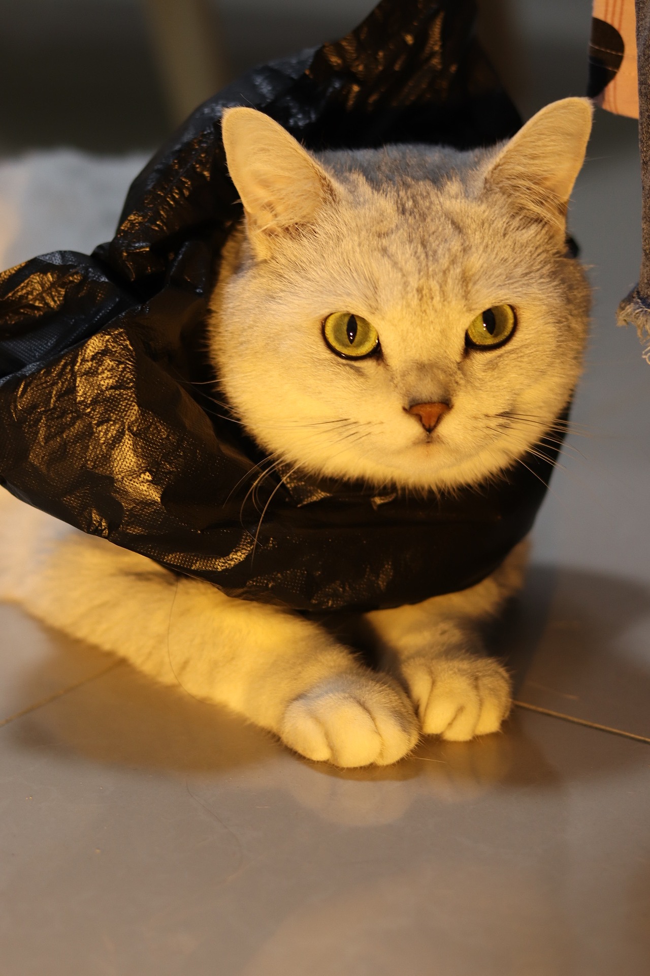 万圣节垃圾袋小猫咪（图ZMzgwNzQ5ODc2） - 宠物摄影 - 站酷设计师设计喵哞哞子原创素材 - 站酷ZCOOL