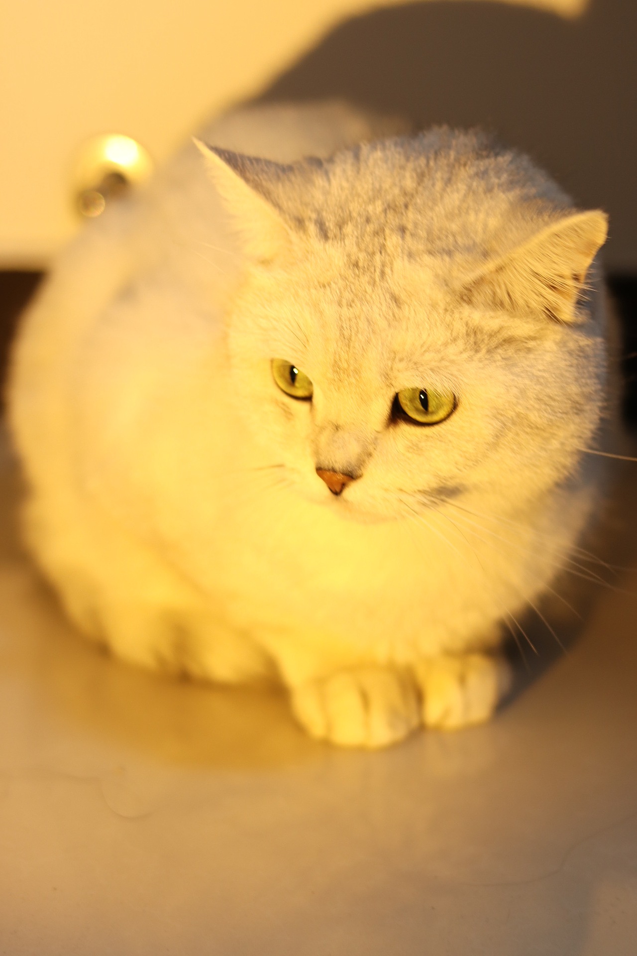 万圣节垃圾袋小猫咪（图ZMzgwNzQ5ODg0） - 宠物摄影 - 站酷设计师设计喵哞哞子原创素材 - 站酷ZCOOL