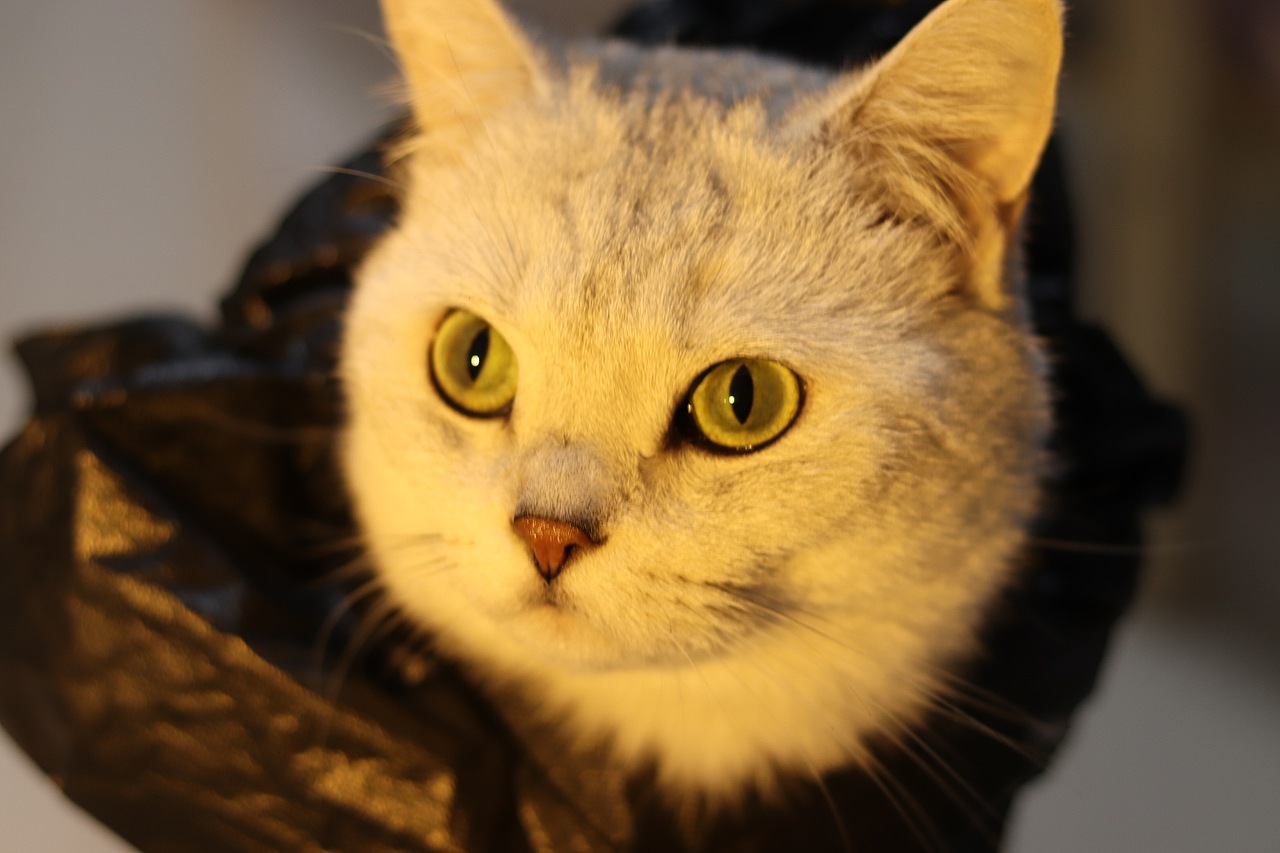 万圣节垃圾袋小猫咪（图ZMzgwNzQ5ODY4） - 宠物摄影 - 站酷设计师设计喵哞哞子原创素材 - 站酷ZCOOL