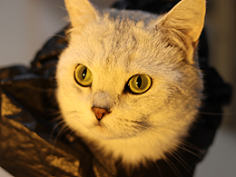 万圣节垃圾袋小猫咪