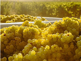 西班牙-鯨喜半甜白葡萄酒