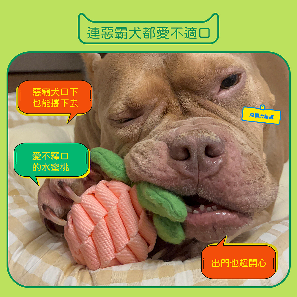 宠物玩具窝拍摄制作详情设计广告摄影视频主图亚马逊跨