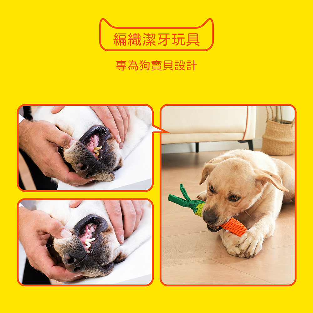 宠物玩具窝拍摄制作详情设计广告摄影视频主图亚马逊跨