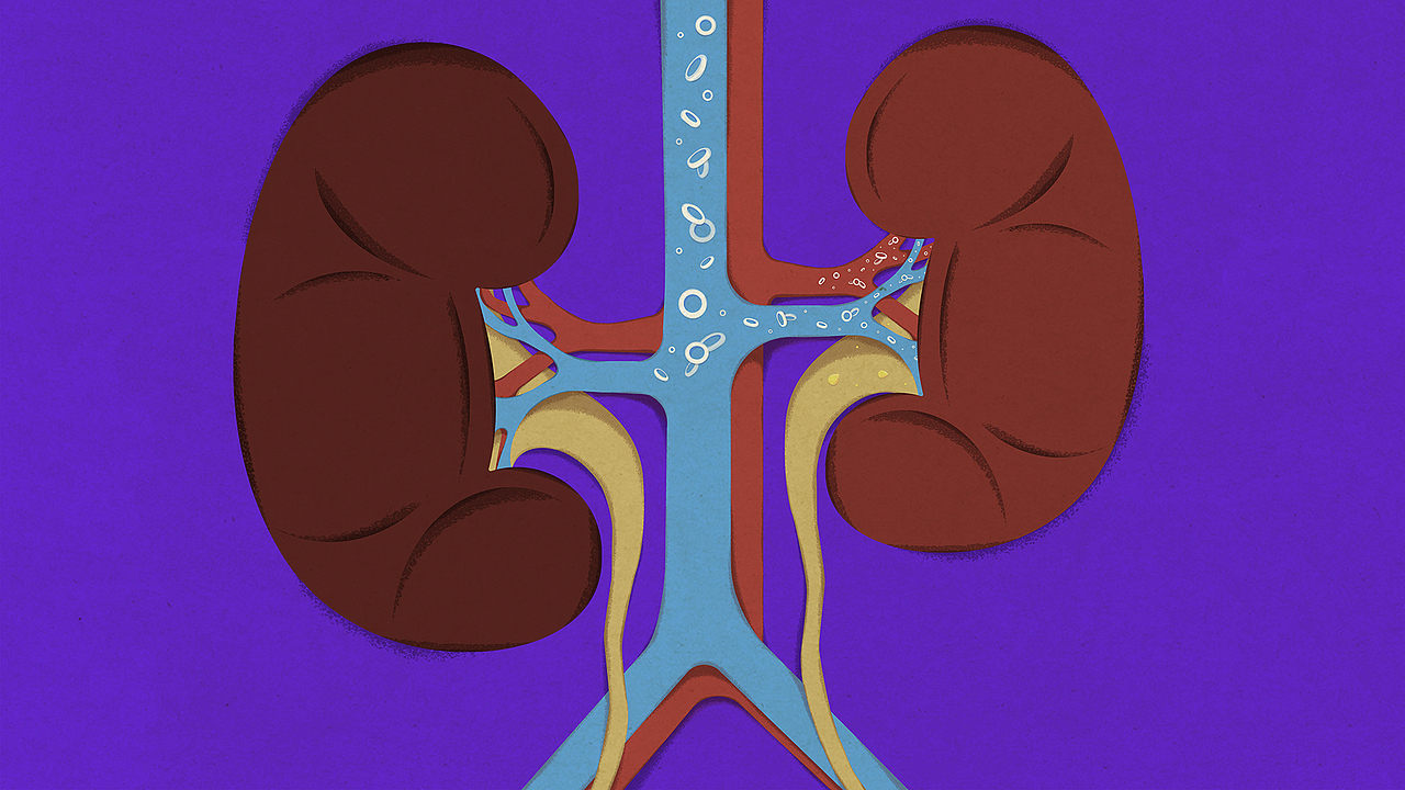 【TED-Ed】肾移植 科普动画