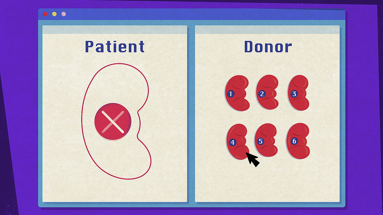 【TED-Ed】肾移植 科普动画
