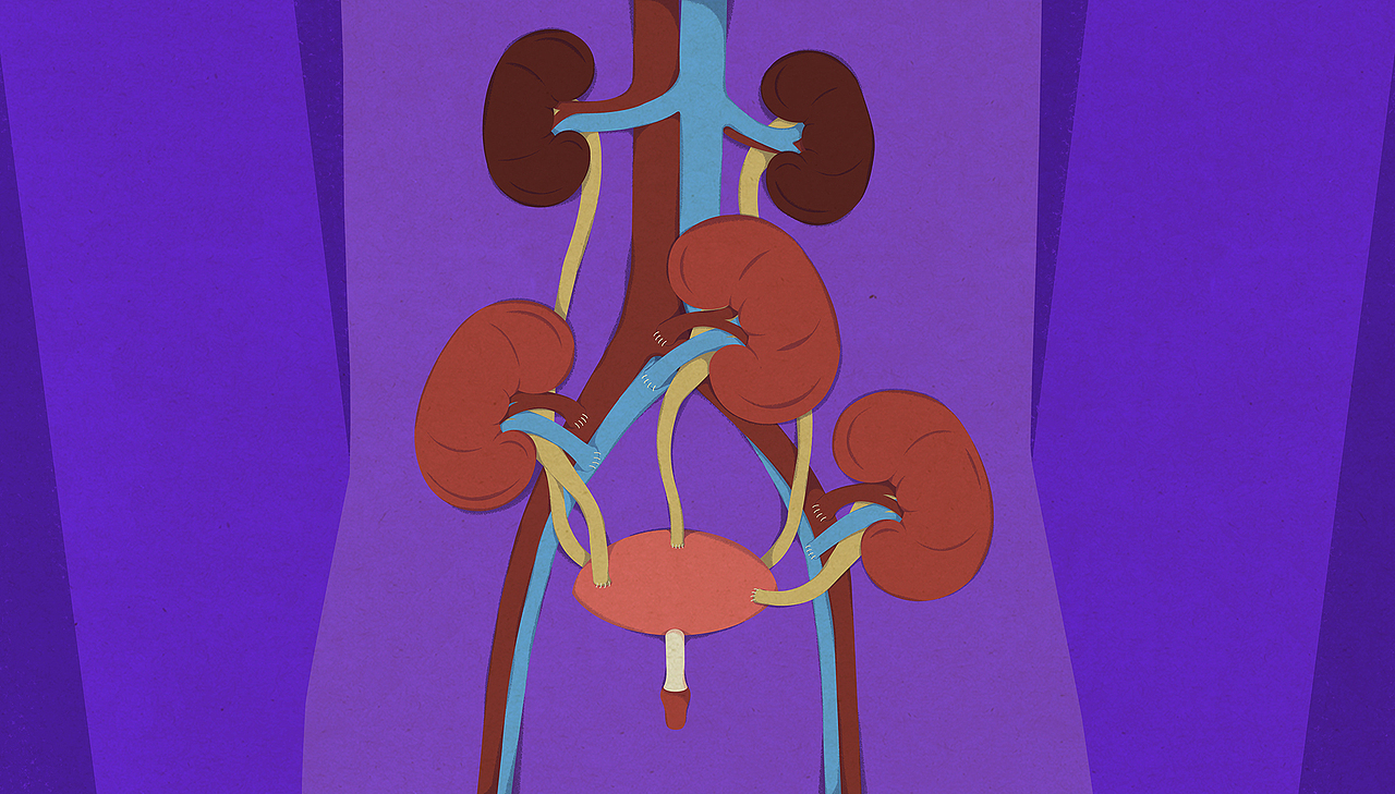 【TED-Ed】肾移植 科普动画