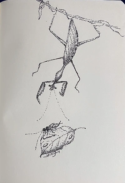《针管笔点绘》