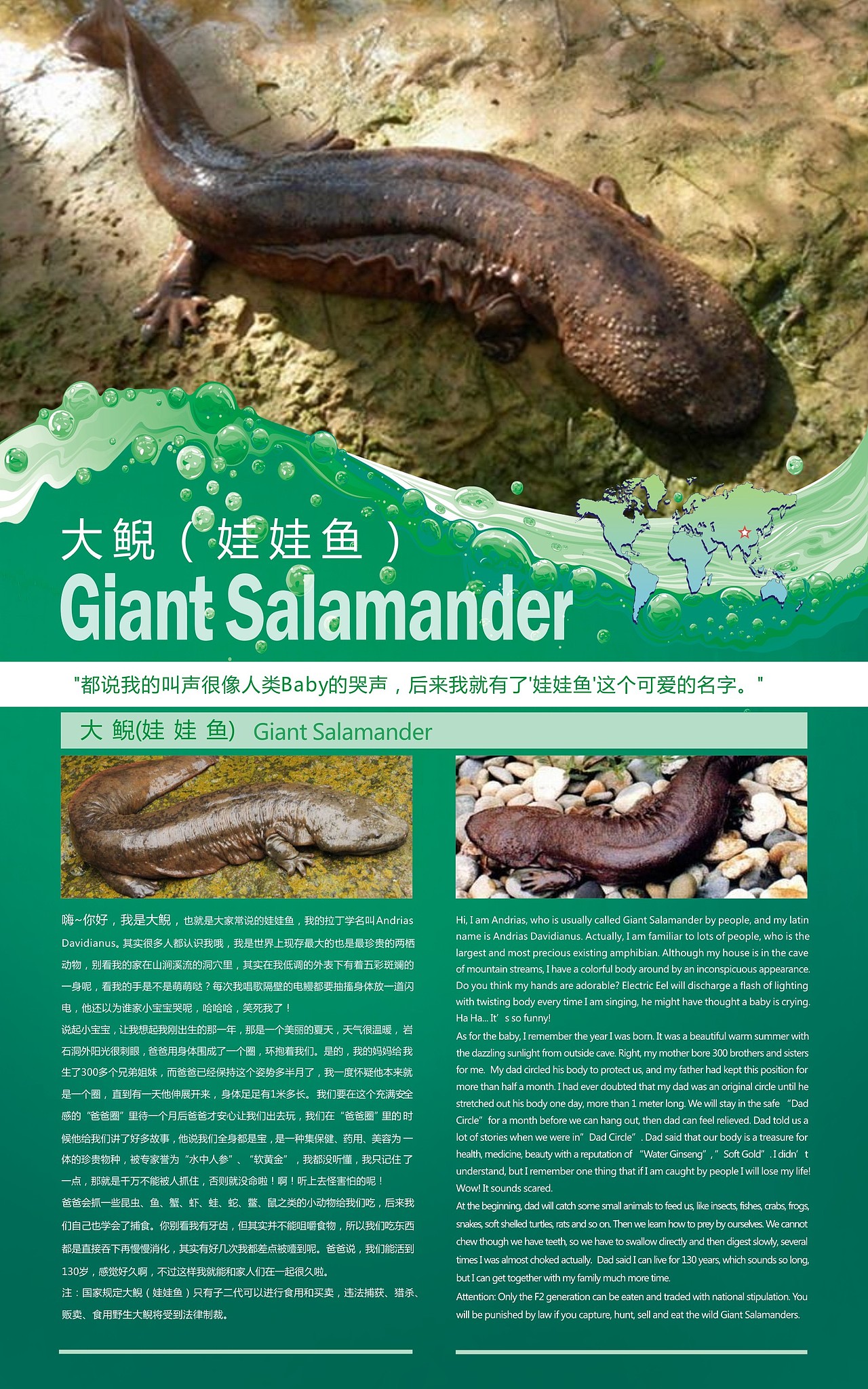 热带雨林区动物科普介绍-娃娃鱼