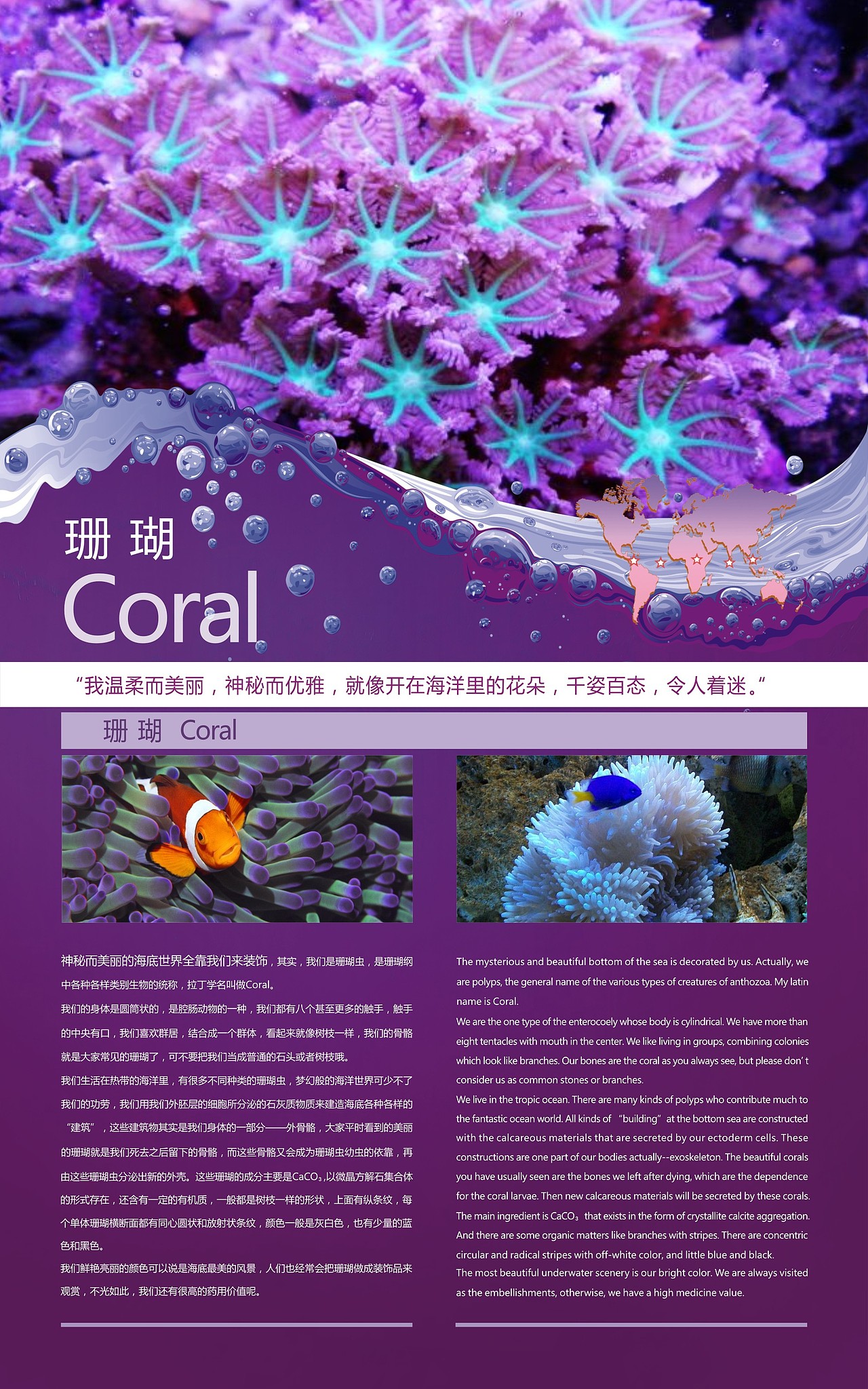 海水区动物科普灯箱画面设计-珊瑚