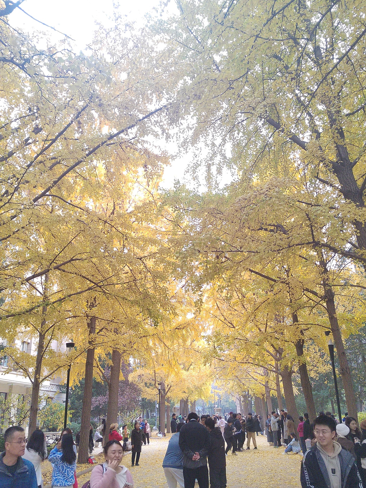 银杏大道（图ZMzgwOTA3Mjg4） - 风光摄影 - 站酷设计师橘子本橘哦原创素材 - 站酷ZCOOL