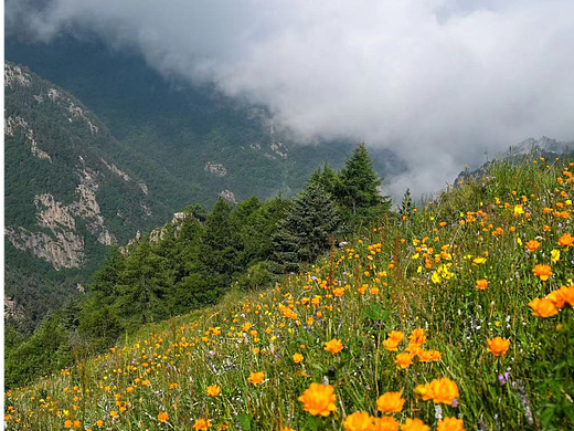 小五台金莲花海