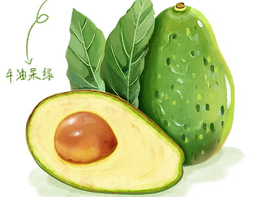 水果插画练习—牛油果