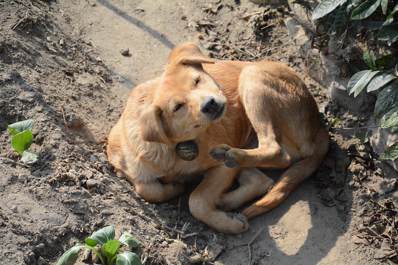 婺源小动物（图ZMzgwOTI1NzAw） - 风光摄影 - 站酷设计师zjran原创素材 - 站酷ZCOOL