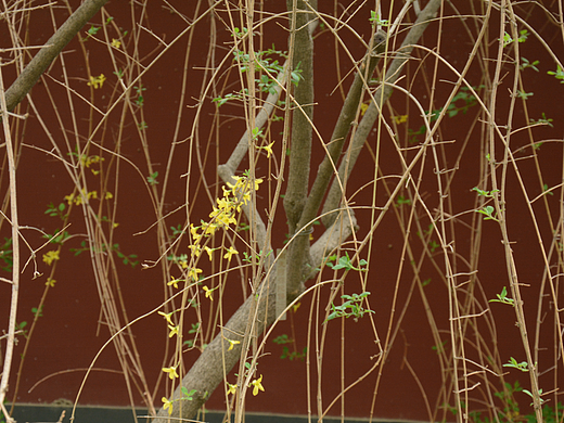 春（个人主页-ZNzA4MjI2MDg=） - 风光摄影 - 站酷设计师zjran原创素材 - 站酷ZCOOL