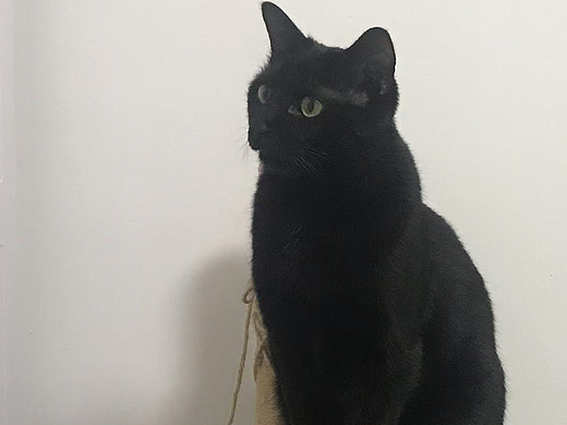 看看大猫