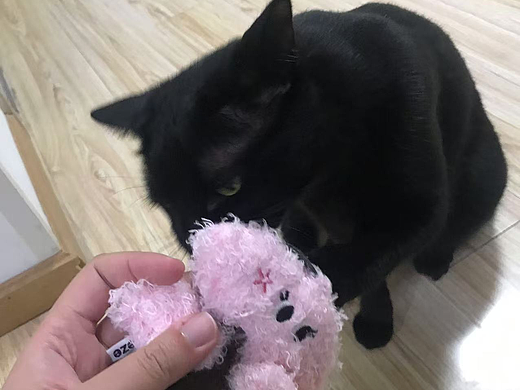 小猫玩玩具