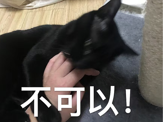 小猫咬人