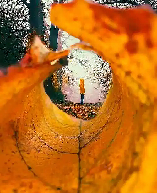 一片落叶,就能拍出氛围感美照?创意拍法赶紧get!