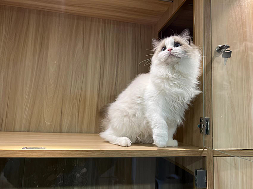 🐱超萌猫咪“沉思照”，快来围观！