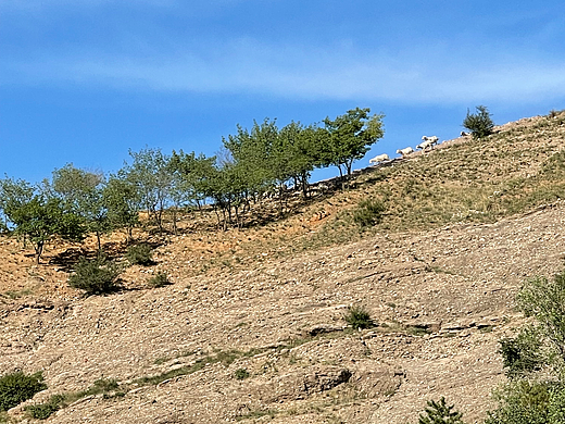 🌲自然秘境！晴空下的松林山坡，宁静如画✨