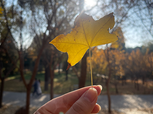 🍂秋日私语，一片枫叶握住整个秋天的浪漫✨