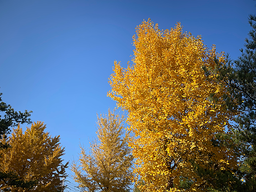 🍂秋日暖阳，独赏林中那抹金黄✨