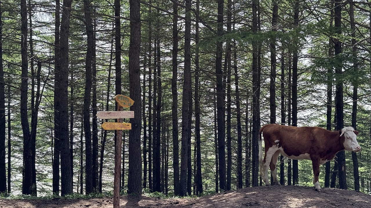 光影牛（图ZMzgwOTg0NjA0） - 人文/纪实摄影 - 站酷设计师籽籽瓜原创素材 - 站酷ZCOOL