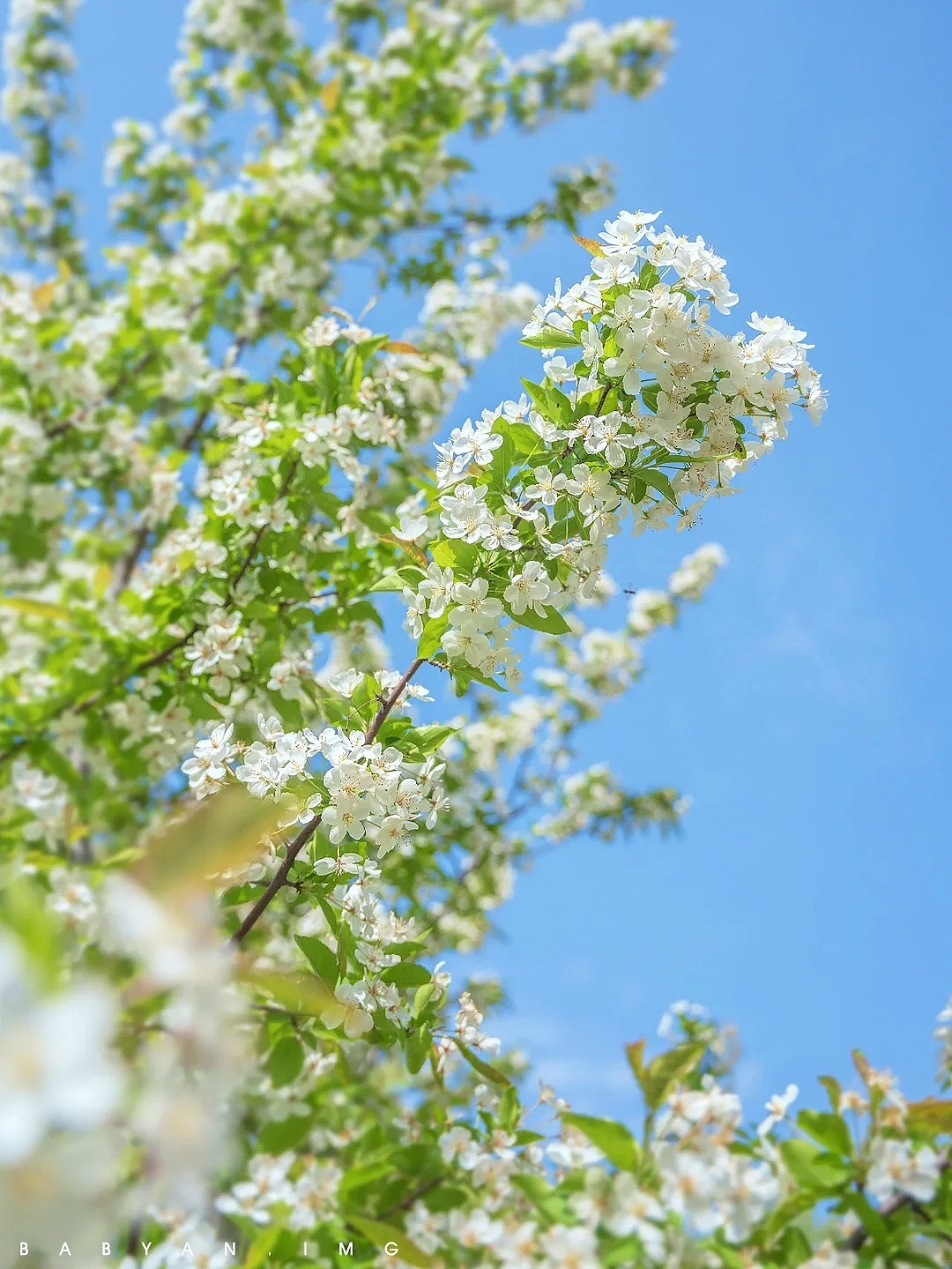 芳菲四月天 海棠动春容