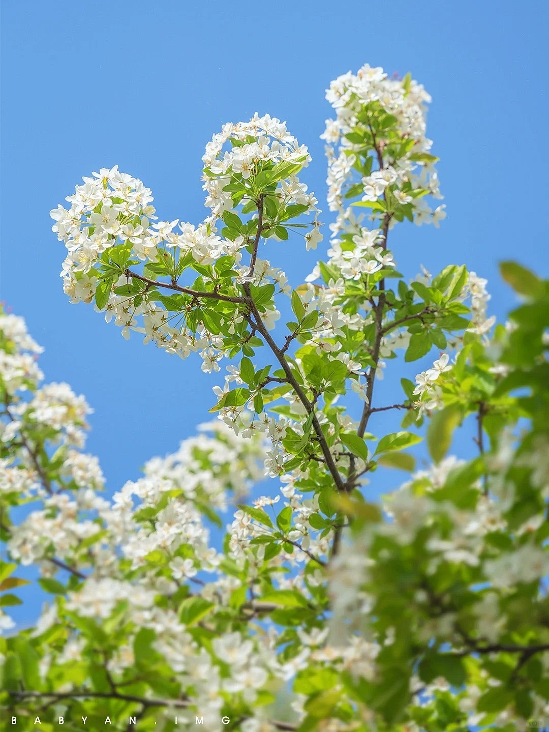 芳菲四月天 海棠动春容