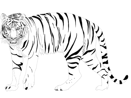 动物插画-老虎线稿