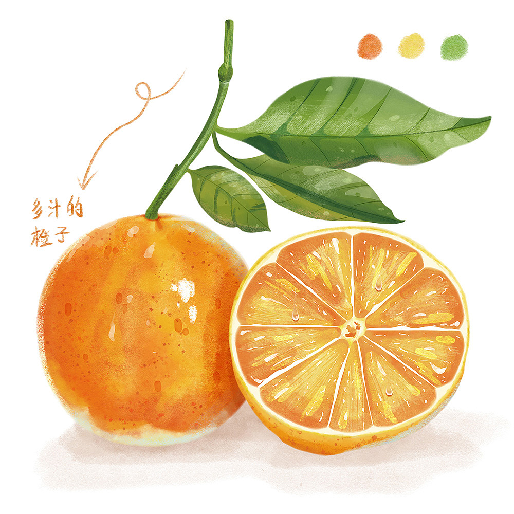水果插画练习—橙子（图ZMzgxMTY4MTAw） - 创作习作 - 站酷设计师水月白原创素材 - 站酷ZCOOL