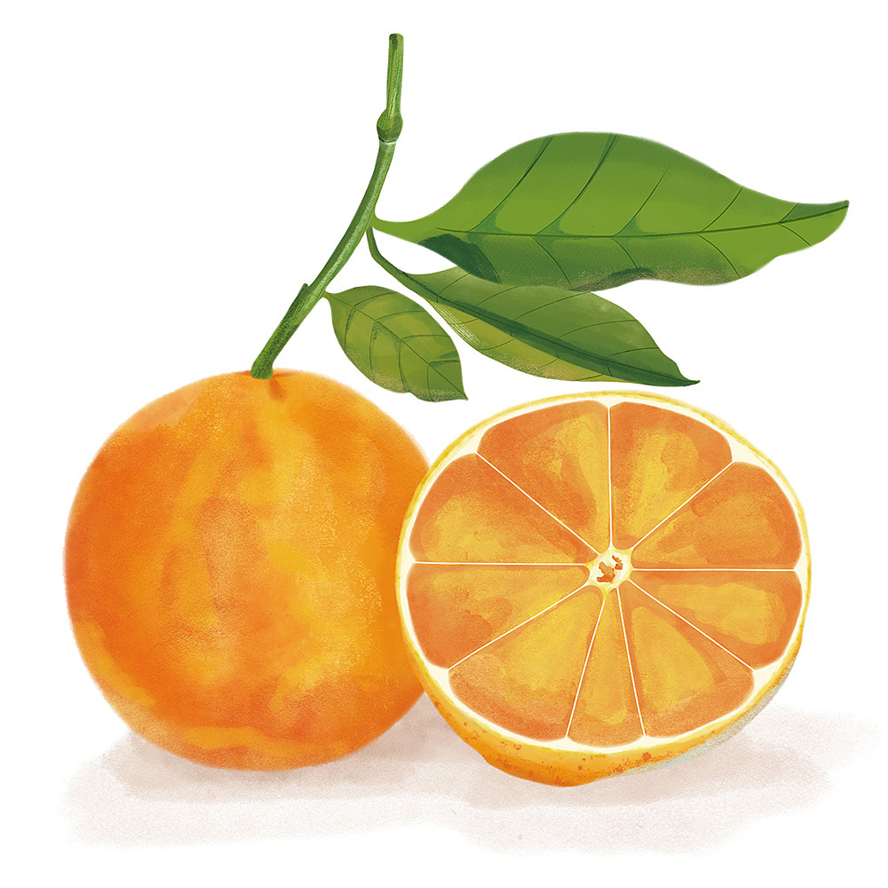 水果插画练习—橙子（图ZMzgxMTY4MTA0） - 创作习作 - 站酷设计师水月白原创素材 - 站酷ZCOOL