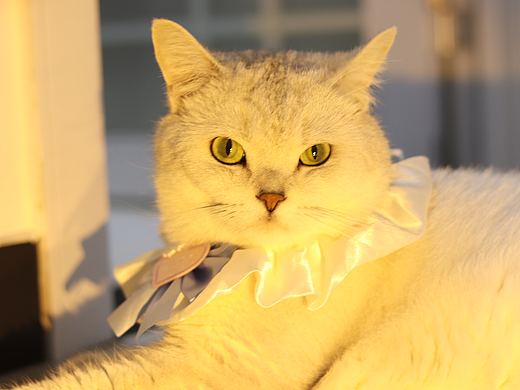 猫咪摄影，人生不可以没有小猪咪