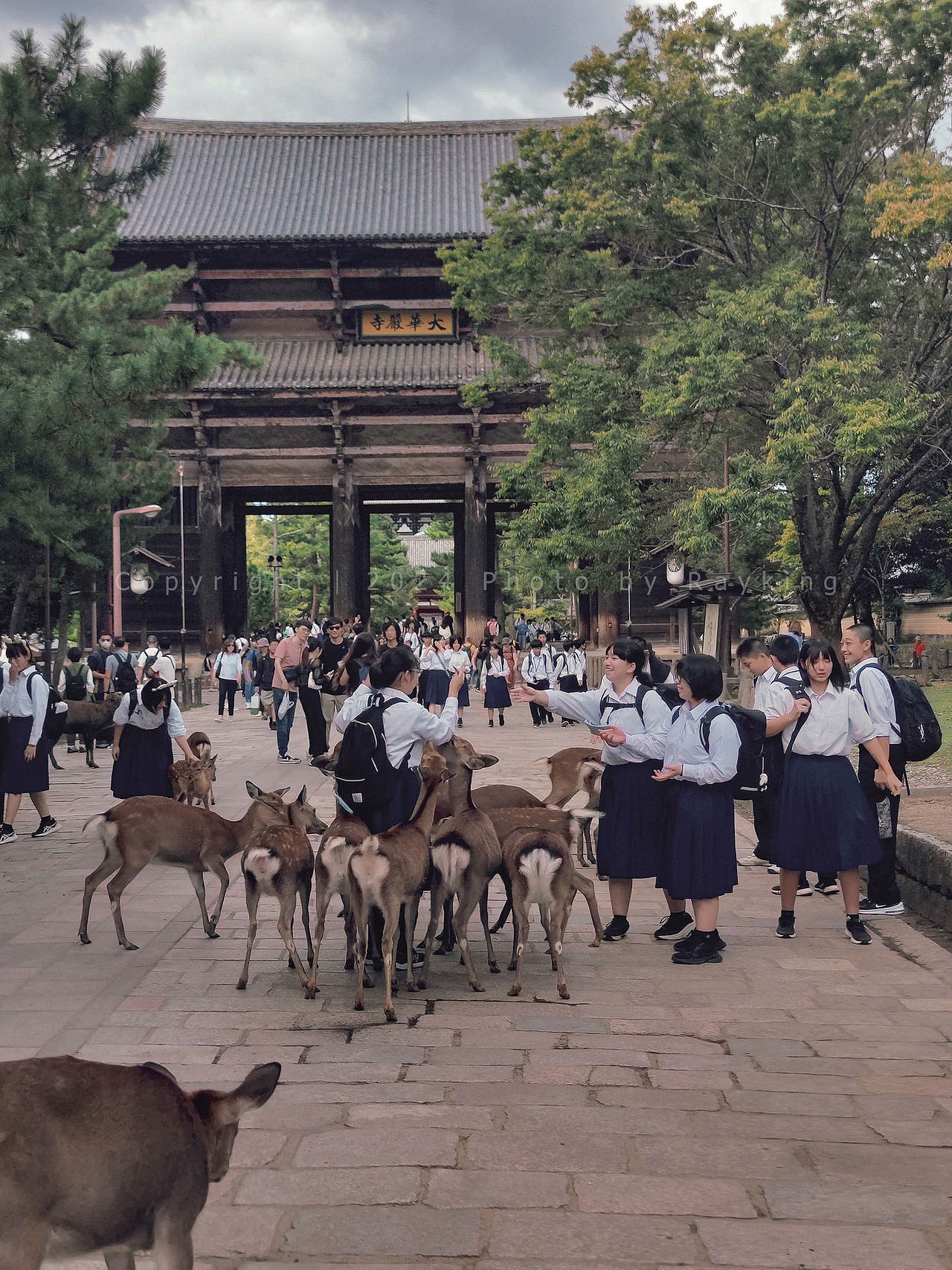 奈良|呦呦鹿鸣,仙苑神社(图ZMzgxMTkyMDIw) - 风光摄影 - 站酷设计师金钻子原创素材 - 站酷ZCOOL