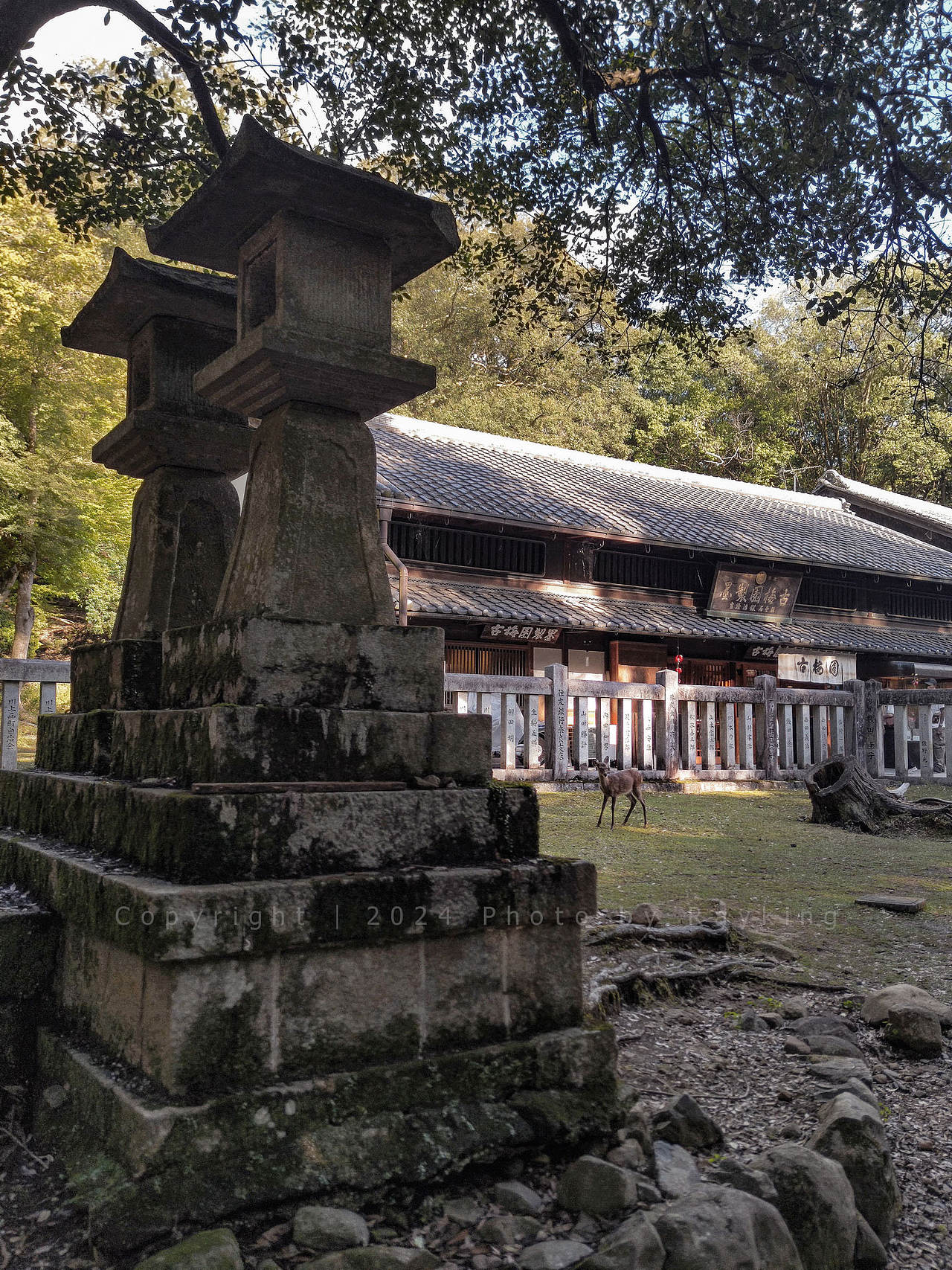 奈良|呦呦鹿鸣,仙苑神社(图ZMzgxMTkyMDY0) - 风光摄影 - 站酷设计师金钻子原创素材 - 站酷ZCOOL