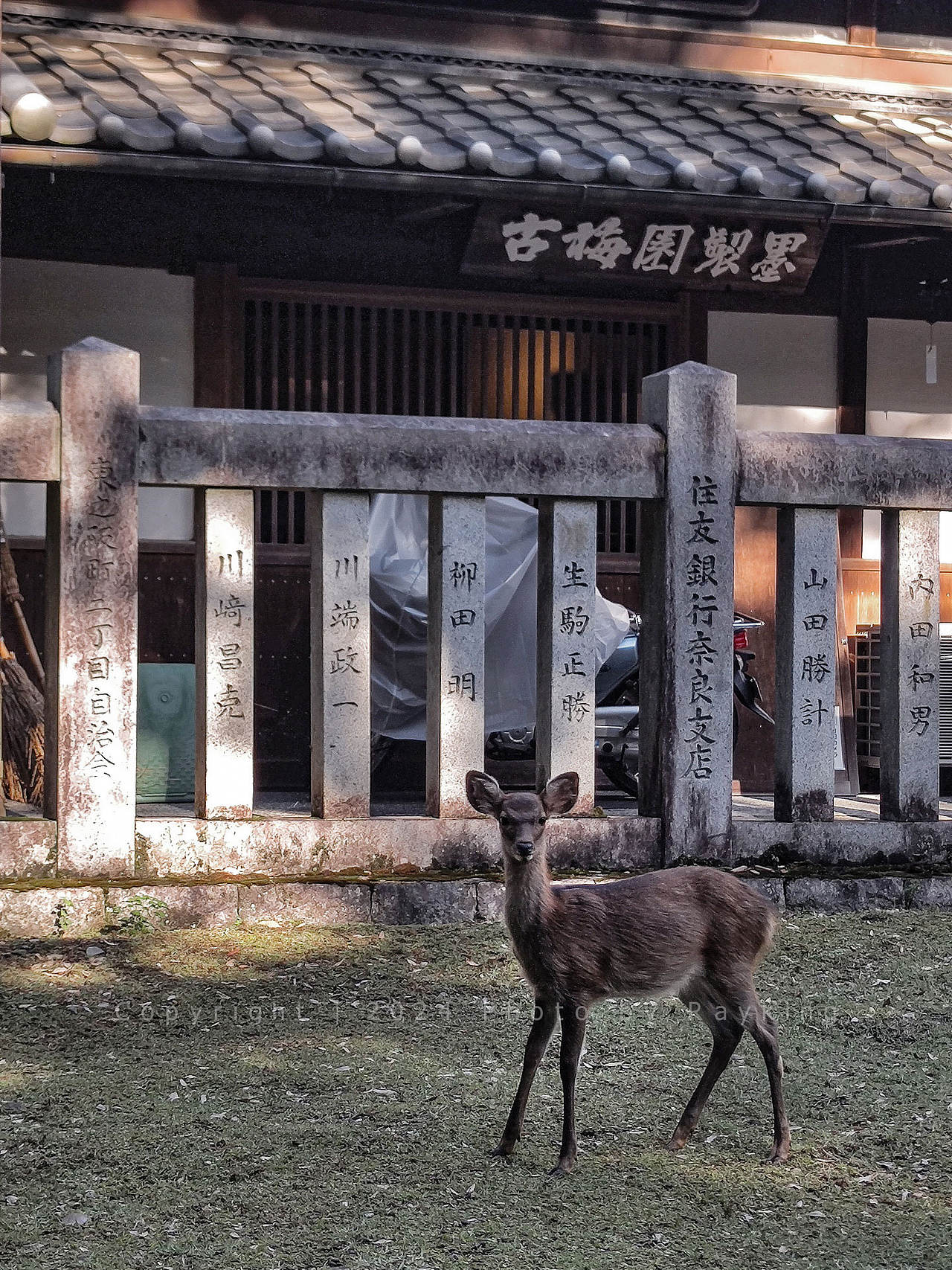 奈良|呦呦鹿鸣,仙苑神社(图ZMzgxMTkyMDY4) - 风光摄影 - 站酷设计师金钻子原创素材 - 站酷ZCOOL