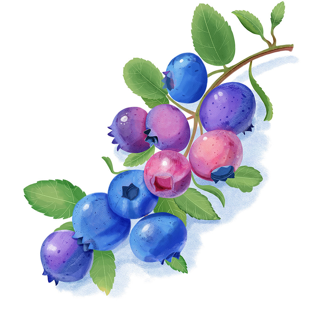 水果插画练习—蓝莓（图ZMzgxMjk0MTY4） - 创作习作 - 站酷设计师水月白原创素材 - 站酷ZCOOL