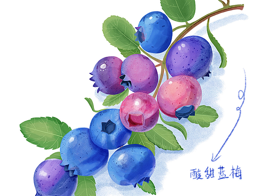 水果插画练习—蓝莓
