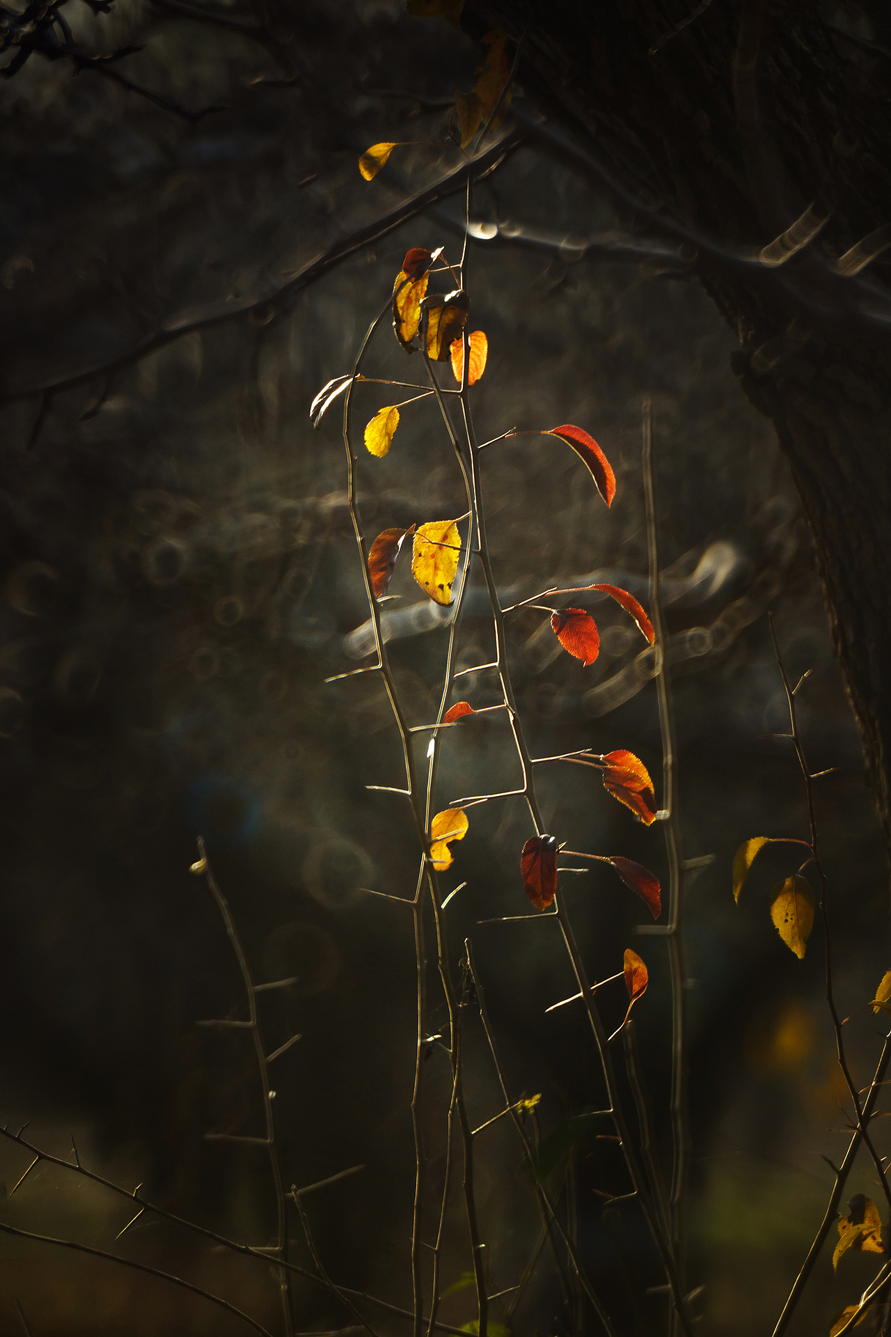 初 冬（图ZMzgxMzAwNDcy） - 其他摄影 - 站酷设计师pear1103原创素材 - 站酷ZCOOL