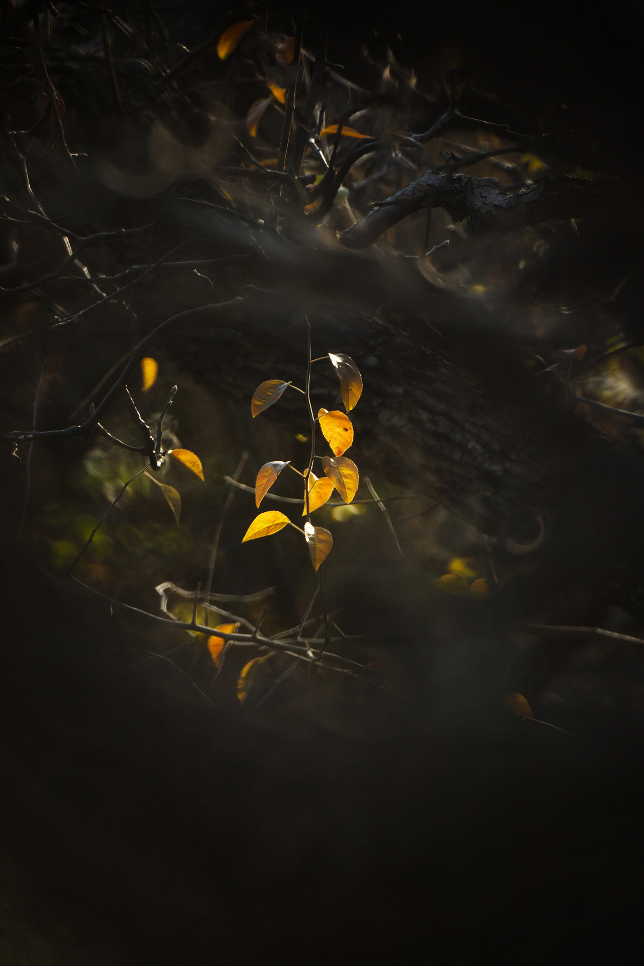 初 冬（图ZMzgxMzAwNDYw） - 其他摄影 - 站酷设计师pear1103原创素材 - 站酷ZCOOL