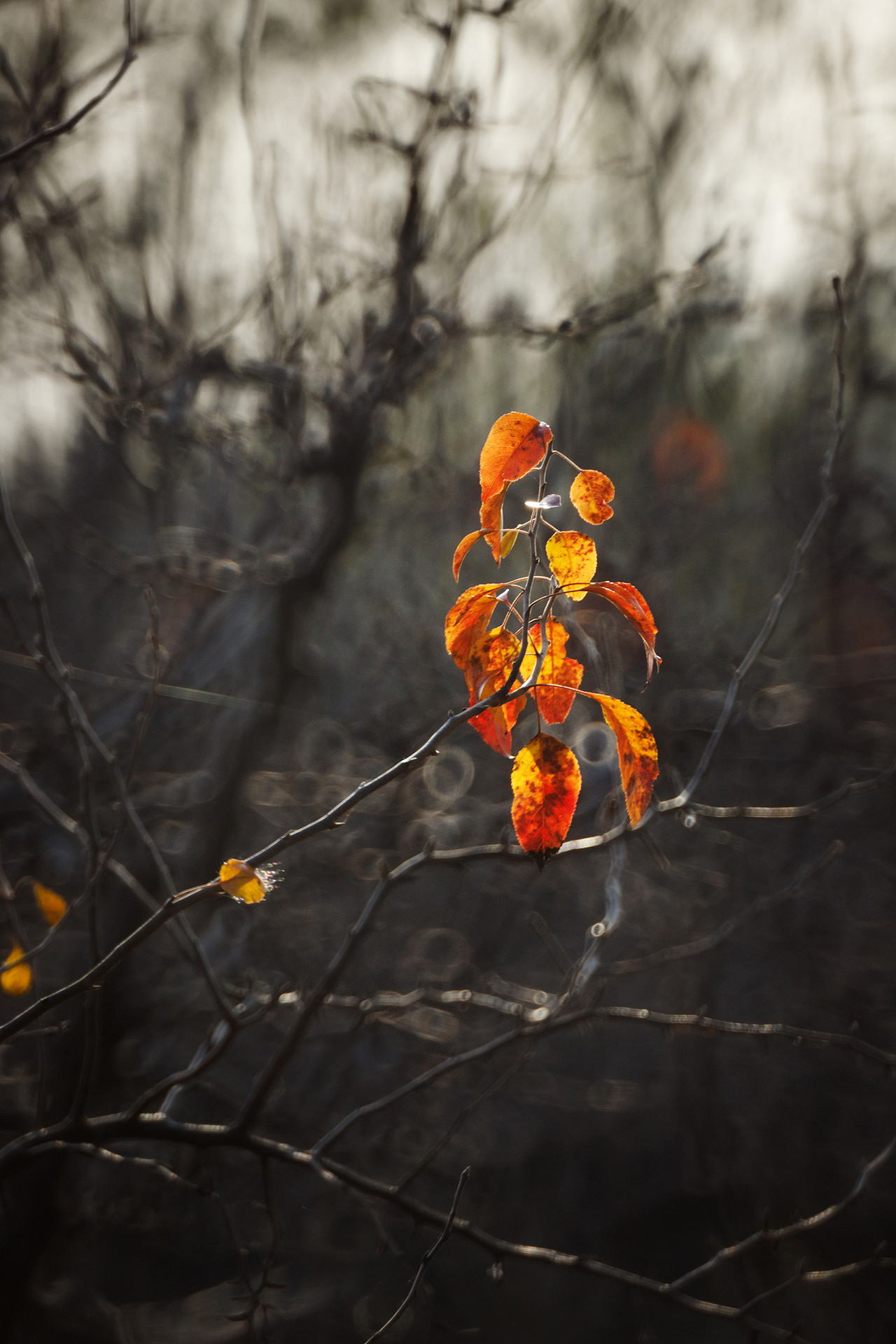 初 冬（图ZMzgxMzAwNDY0） - 其他摄影 - 站酷设计师pear1103原创素材 - 站酷ZCOOL