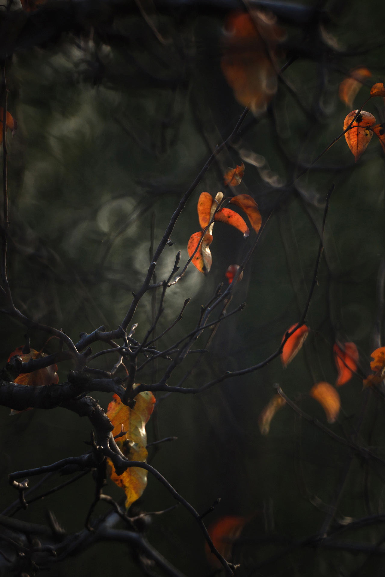 初 冬（图ZMzgxMzAwNTE2） - 其他摄影 - 站酷设计师pear1103原创素材 - 站酷ZCOOL