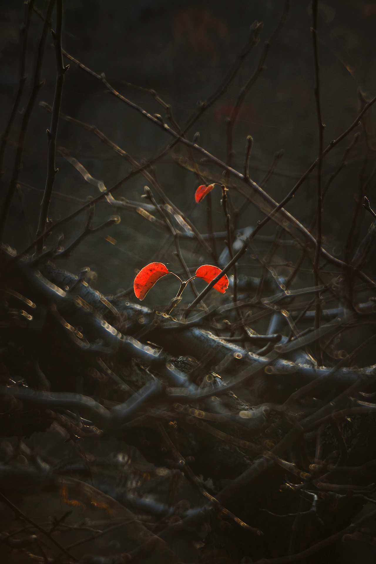 初 冬（图ZMzgxMzAwNTYw） - 其他摄影 - 站酷设计师pear1103原创素材 - 站酷ZCOOL