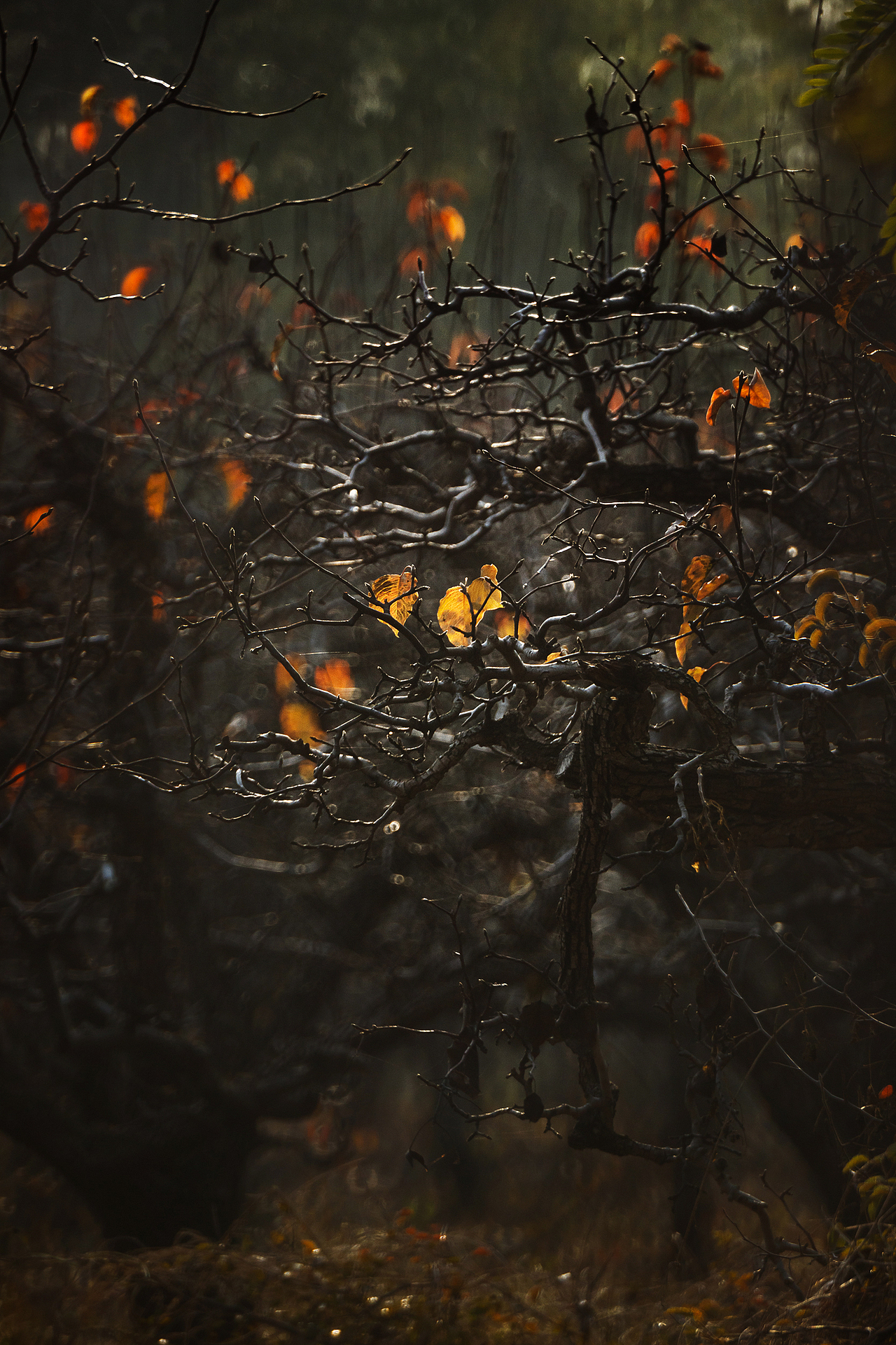 初 冬（图ZMzgxMzAwNDg0） - 其他摄影 - 站酷设计师pear1103原创素材 - 站酷ZCOOL